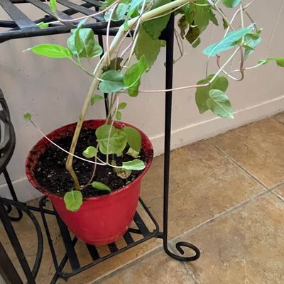 Sale Photo Thumbnail #168: Wrought Iron Tiered Plant Stand