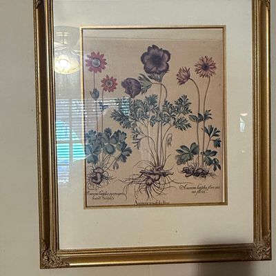 Botanical Print: Anemone Species (after Basilius Besler)