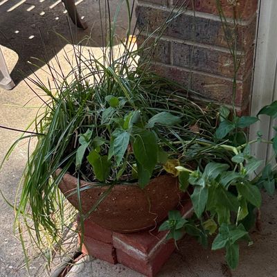 Sale Photo Thumbnail #418: Terracotta Round Planter with Ornamental Grasses and Foliage