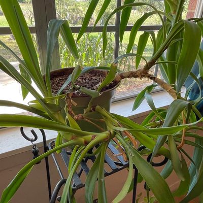 Sale Photo Thumbnail #175: Wrought Iron Plant Stand with Potted Yucca