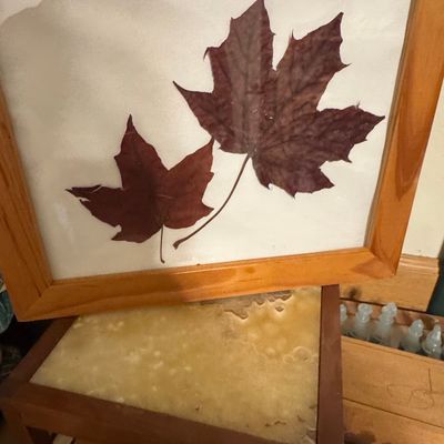 Sale Photo Thumbnail #339: Framed Pressed Maple Leaves Botanical Art