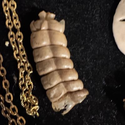 Sale Photo Thumbnail #352: Trophy Grade Texas Rattlesnake Rattle Pendant with Gold Tone Chain