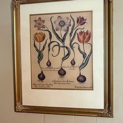 Sale Photo Thumbnail #122: Basilius Besler Hortus Eystettensis Tulip Print