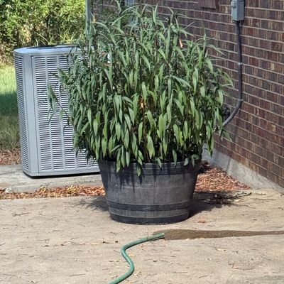 Sale Photo Thumbnail #162: Northern Sea Oats in Large Resin Whiskey Barrel Planter