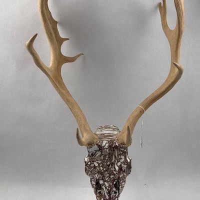 Sale Photo Thumbnail #450: Marbled Palmated Fallow Deer Skull