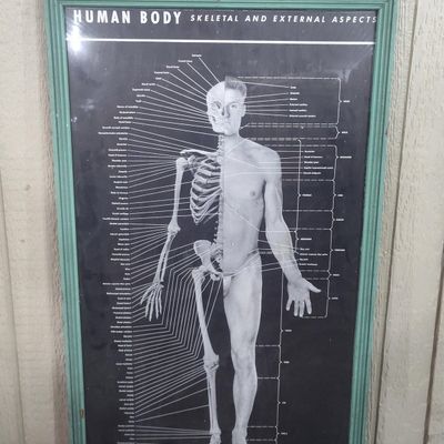 Framed Anatomical Human Wall Chart