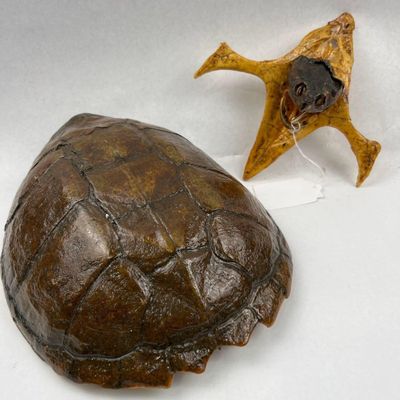 Sale Photo Thumbnail #206: Taxidermy Snapping Turtle Shell & Head