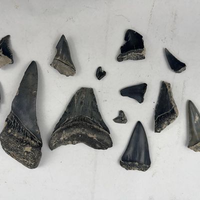 Sale Photo Thumbnail #40: 13 Fossil Megalodon & Mako Shark Teeth