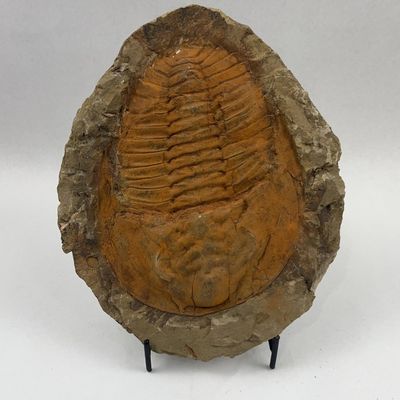 Sale Photo Thumbnail #38: Cambropallas Telesto Trilobite Fossil