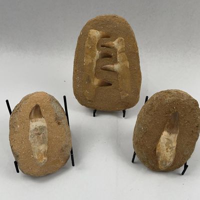 Sale Photo Thumbnail #39: Three Fossil Mosasaur Teeth in Matrix