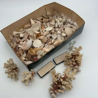 Natural Sea Shells & Branching Coral Specimen Collection with Glass Bottle