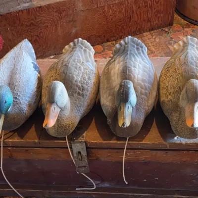 G & H Four duck decoys - Mallard ducks - 2 drakes 2 hens