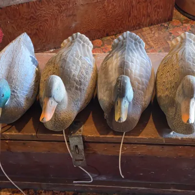 G & H Four duck decoys - Mallard ducks - 2 drakes 2 hens