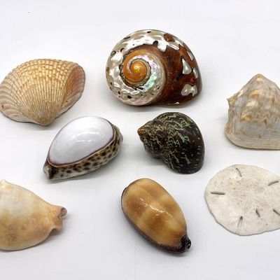 Part of a larger sea shell collection