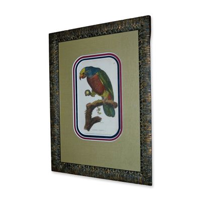 Sale Photo Thumbnail #407: Griffith, Aourou Parrot, Hand Colored Engraving, Custom Frame, Circa 1811