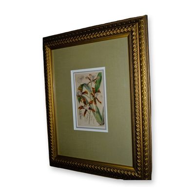 Sale Photo Thumbnail #89: Fitch/Curtis Orchid Floral Hand Colored Engraving, Custom Frame, Circa 1840