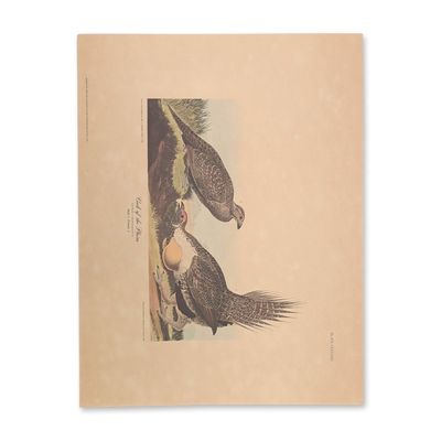 Sale Photo Thumbnail #347: After John James Audubon Vintage Art Print, Cock of the Plains