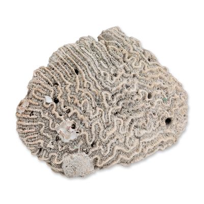 Sale Photo Thumbnail #410: Natural White Brain Coral Specimen