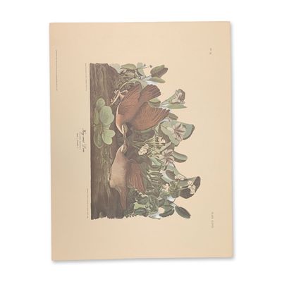 Sale Photo Thumbnail #345: After John James Audubon Vintage Art Print, Key-west Dove