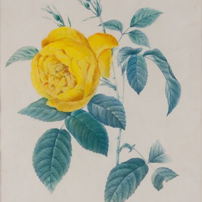 Sale Photo Thumbnail #323: After Pierre Joseph Redoute, French 1759-1840, Rosa Indica, Print