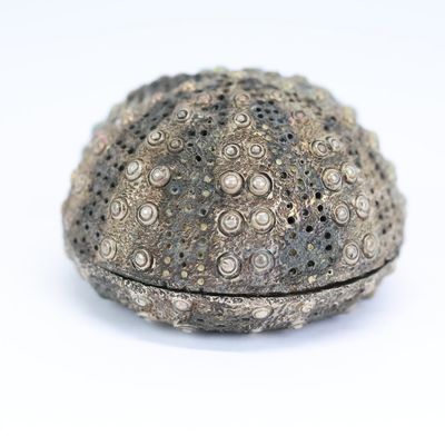 Sale Photo Thumbnail #44: Janna Thomas Sterling Silver Figural Sea Anemone Tea Ball