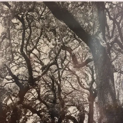 Clarence John Laughlin (1905–1985), “Two Homes Along Country Roads with Trees,” Signed Gelatin Silver Photograph