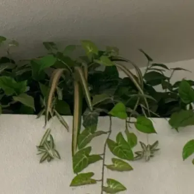Large Assortment Of Faux Greenery 
