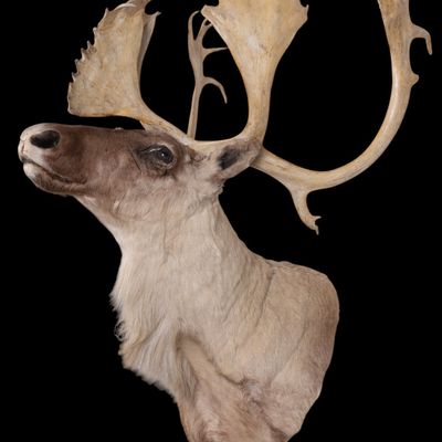 Sale Photo Thumbnail #10: Shoulder Mount Caribou Taxidermy