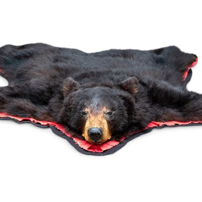 Sale Photo Thumbnail #20: Black Bear Taxidermy Rug Mount ~5.5" L
