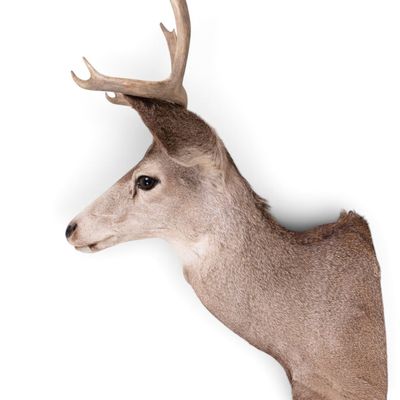 Sale Photo Thumbnail #12: Whitetail Deer Shoulder Taxidermy Mount ~14"W
