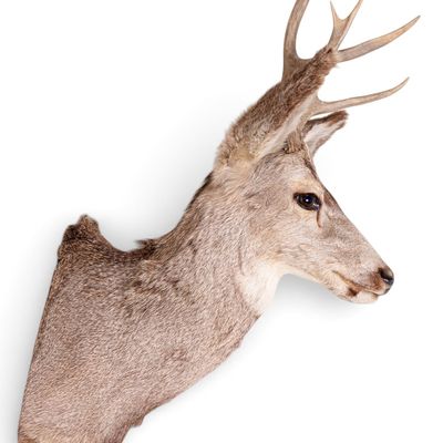 Sale Photo Thumbnail #14: Whitetail Deer Shoulder Taxidermy Mount ~13" W