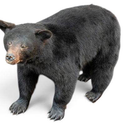 Sale Photo Thumbnail #4: Full-Body Black Bear Taxidermy Mount
