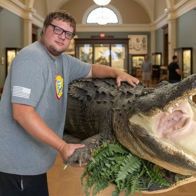 Sale Photo Thumbnail #2: American Alligator Trophy Taxidermy Mount ~12'