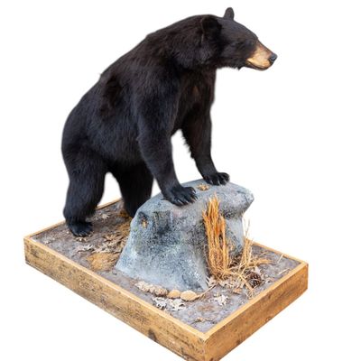 Sale Photo Thumbnail #6: Black Bear Full-Body Taxidermy Mount on Base
