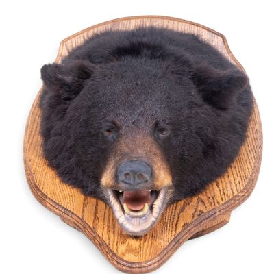 Sale Photo Thumbnail #16: Black Bear Taxidermy Head Trophy Mount