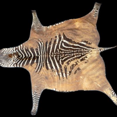 Sale Photo Thumbnail #23: Large Zebra Hide Pelt Rug