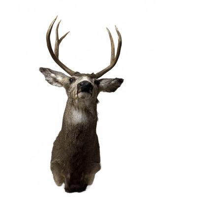 Sale Photo Thumbnail #397: Taxidermy Deer Shoulder Mount