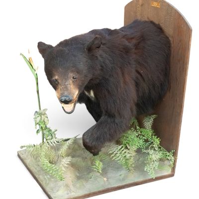 Sale Photo Thumbnail #8: 1972 Canadian Black Bear Half-Body Mount