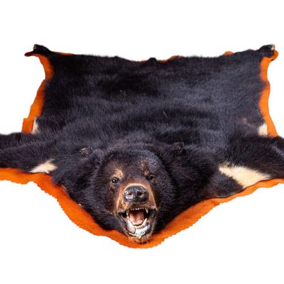 Sale Photo Thumbnail #18: Black Bear Taxidermy Rug Mount ~6" L