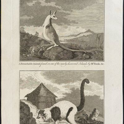 Sale Photo Thumbnail #2: Moore & Conder - Kangaroo & Vari