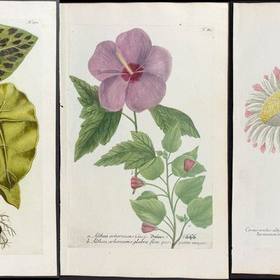 Sale Photo Thumbnail #86: Weinmann - 11 Botanical Engravings