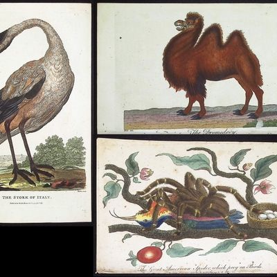Sale Photo Thumbnail #94: Linnaeus & Sibly - 8 Natural History Engravings