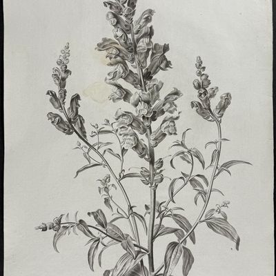 Sale Photo Thumbnail #111: Spaendonck - Snapdragon