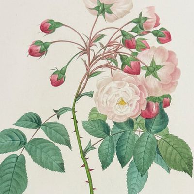 Sale Photo Thumbnail #116: Redoute, Choix - Rambing Rose [Adelia aurelianensis]