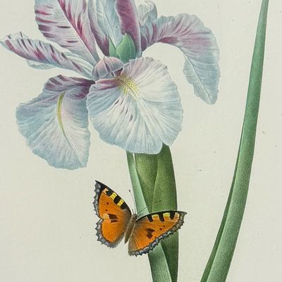 Sale Photo Thumbnail #119: Redoute, Choix - Spanish Iris [Iris xiphium]