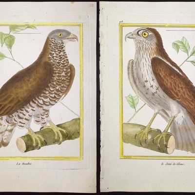 Sale Photo Thumbnail #96: Martinet & Buffon - 6 Bird of Prey Engravings