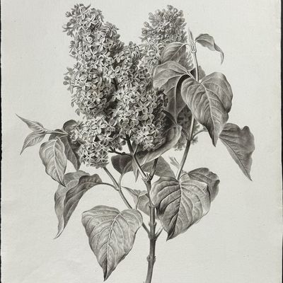 Sale Photo Thumbnail #112: Spaendonck - Lilac