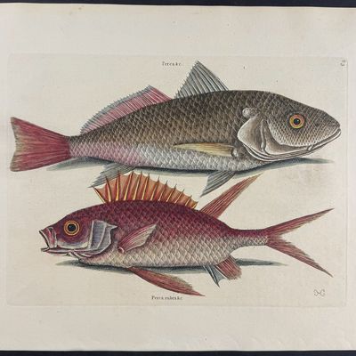 Sale Photo Thumbnail #109: Catesby, Folio - Croker & Squirrel Fish. 2-3