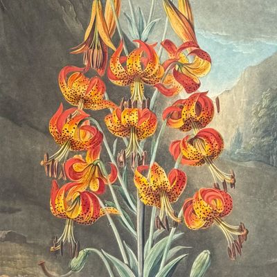 Sale Photo Thumbnail #121: Thornton, Folio - The Superb Lily