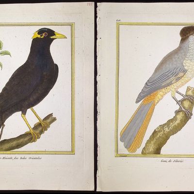 Sale Photo Thumbnail #95: Martinet & Buffon - 11 Bird Engravings